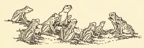 Frog Gathering